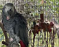 white-african-grey-parrot-for-sale