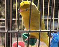 adult-bird-for-sale-in-little-neck-ny