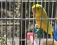 female-bird-for-sale-in-little-neck-ny