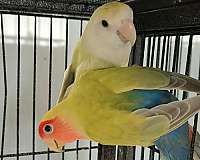 bird-parrot-for-sale-in-pioneer-tn