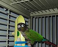 parrot-for-sale-in-pioneer-tn