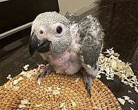 african-grey-parrot-for-sale