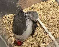 baby-african-grey-parrot-for-sale