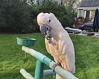 moluccan-cockatoo-for-sale