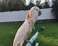 moluccan-cockatoo-for-sale-in-florida