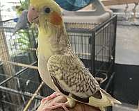 cinnamon-pied-bird-for-sale-in-orange-beach-al