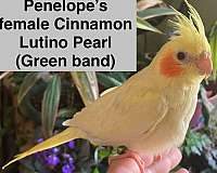 lutino-bird-for-sale-in-spokane-wa