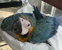 macaw-blue-gold-macaw-for-sale-in-naples-fl