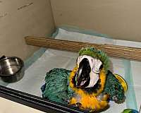 blue-gold-macaw-for-sale