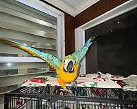 blue-gold-macaw-for-sale-in-naples-fl