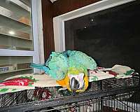 house-trained-bird-for-sale-in-naples-fl