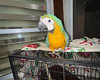 macaw-blue-gold-macaw-for-sale-in-naples-fl