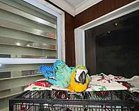 blue-gold-macaw-for-sale