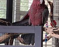 cockatoo-for-sale-in-abbeville-la