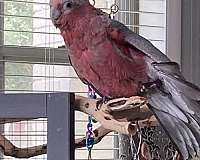 pearl-rose-cockatoo-rose-breasted-cockatoo-for-sale