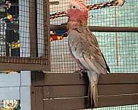 pearl-rose-talking-bird-for-sale