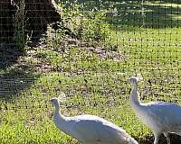 bonded-pair-bird-for-sale-in-ocala-fl