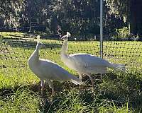 peacock-for-sale-in-ocala-fl