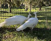 bird-for-sale-in-ocala-fl