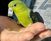 lineolated-parakeet-for-sale