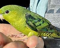 green-lineolated-parakeet-for-sale