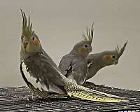 grey-cockatiel-for-sale