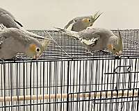 grey-bird-for-sale