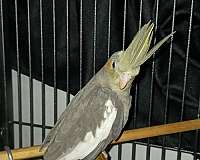 cockatiel-for-sale