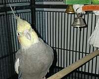 grey-pied-companion-tame-bird-for-sale