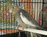 baby-cockatiel-for-sale