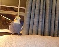 grey-pied-cockatiel-for-sale