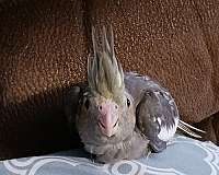 grey-pied-cockatiel-for-sale