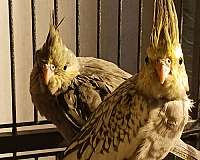 baby-cockatiel-for-sale