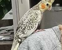 baby-cockatiel-for-sale