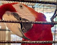 scarlet-talking-tame-bird-for-sale