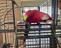 scarlet-bird-for-sale-in-crosby-tx