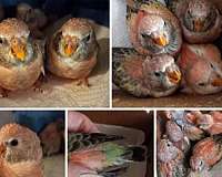 bourke-parakeet-for-sale-in-santa-ynez-ca