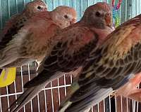 handfed-pet-bird-for-sale-in-santa-ynez-ca