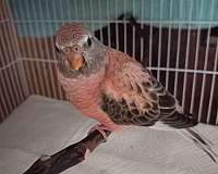 bourke-parakeet-for-sale-in-santa-ynez-ca