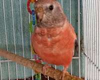 bourke-parakeet-for-sale