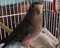 handfed-pet-bird-for-sale-in-santa-ynez-ca