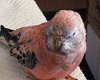 baby-bourke-parakeet-for-sale