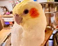 small-bird-for-sale-in-marysville-wa