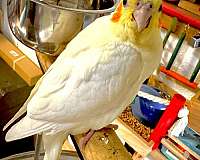 companion-bird-for-sale-in-marysville-wa