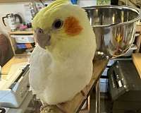 pet-bird-for-sale-in-marysville-wa