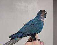 blue-bird-for-sale-in-new-smyrna-beach-fl