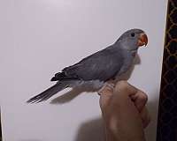 blue-grey-bird-for-sale-in-wichita-ks