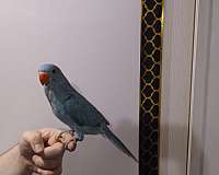 blue-grey-parakeet-for-sale