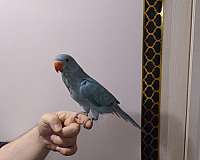 parakeet-for-sale-in-wichita-ks