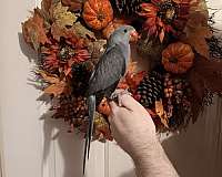 blue-grey-bird-for-sale-in-wichita-ks